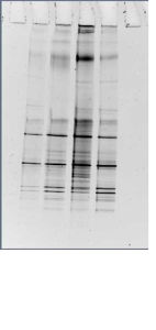 Dynamo1- diversité génétique